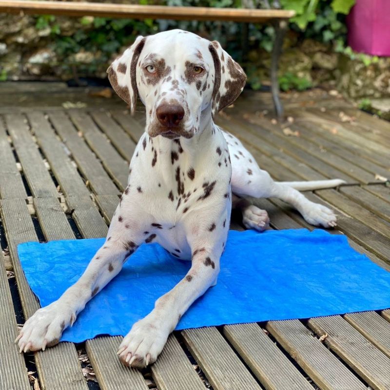 Hery Serviette Ultra Absorbante 40X60Cm