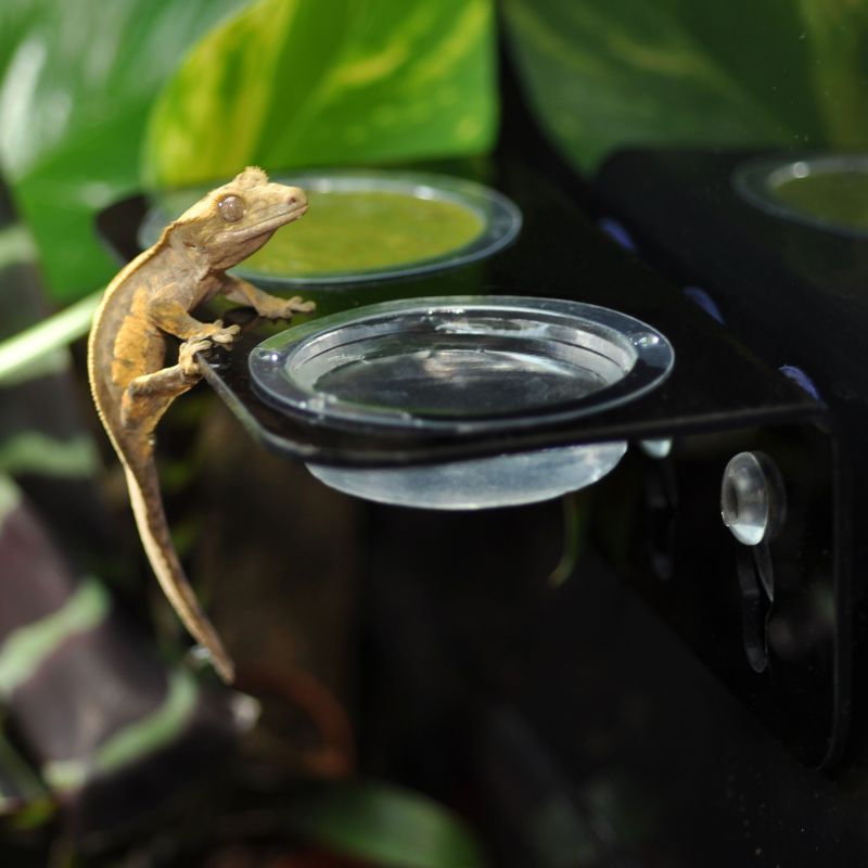 Habistat Arboreal Feeding Ledge Double
