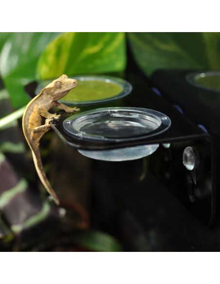 Habistat Arboreal Feeding Ledge Double