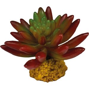 Repto Plant Succulent Red