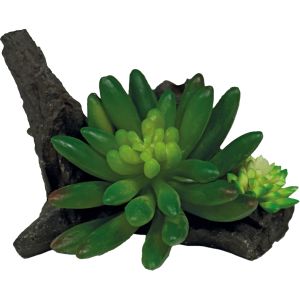 Repto Plant Succulent On Deco