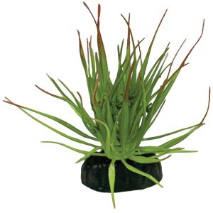 Repto Plant Tillandsia Ion