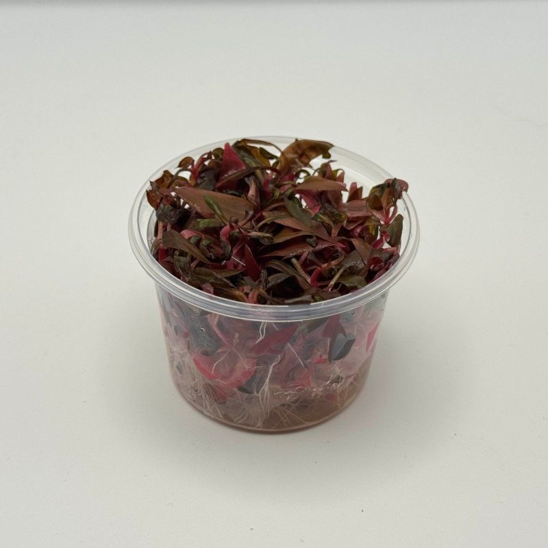 ALTERNANTHERA Reinicki MINI - In Vitro - Origine France