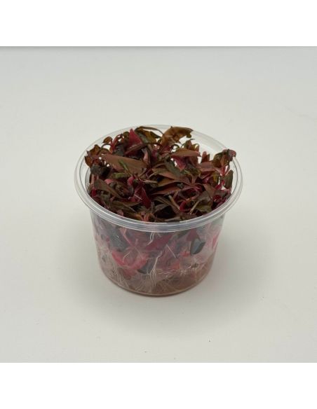 ALTERNANTHERA Reinicki MINI - In Vitro - Origine France