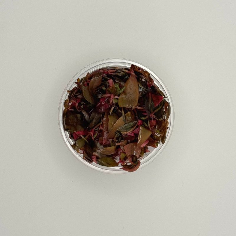 ALTERNANTHERA Reinicki MINI - In Vitro - Origine France