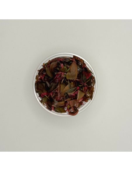 ALTERNANTHERA Reinicki MINI - In Vitro - Origine France