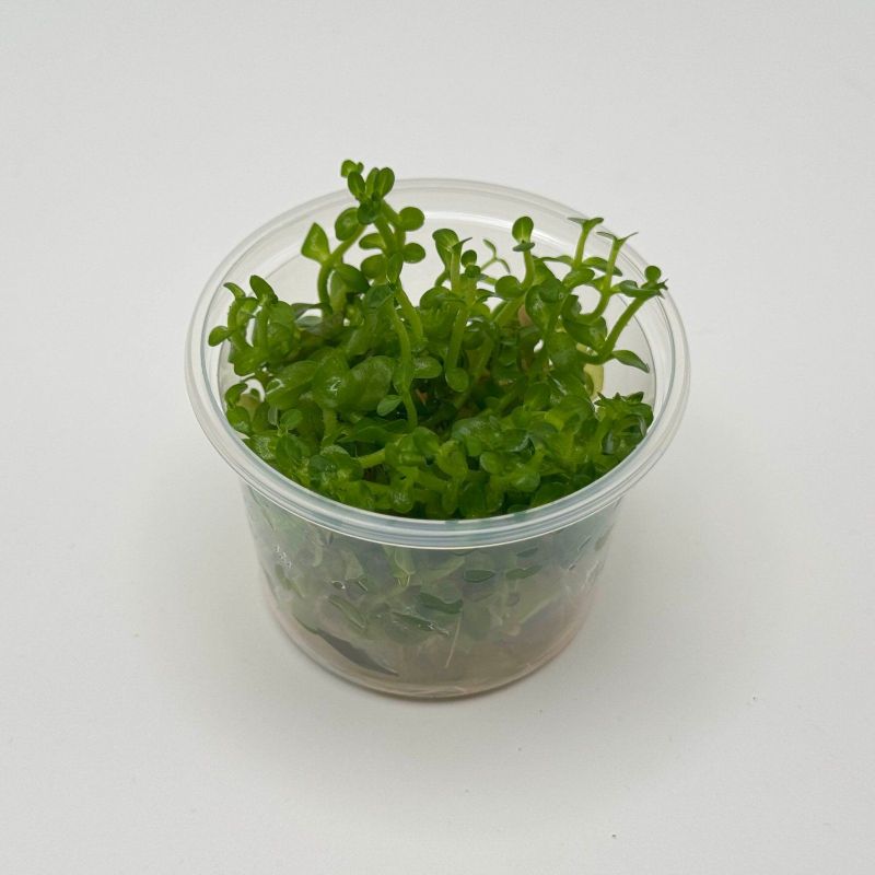 Bacopa caroliniana - In Vitro - Origine France
