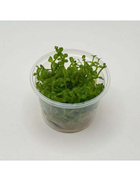 Bacopa caroliniana - In Vitro - Origine France