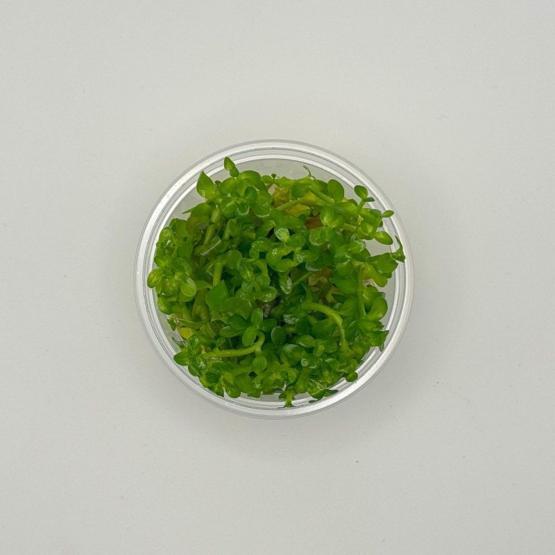 Bacopa caroliniana - In Vitro - Origine France