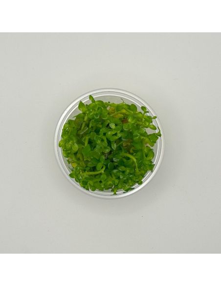 Bacopa caroliniana - In Vitro - Origine France
