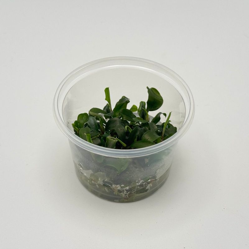 Bucephalandra sp. Green - In Vitro - Origine France