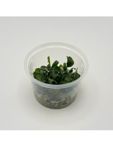 Bucephalandra sp. Green - In Vitro - Origine France