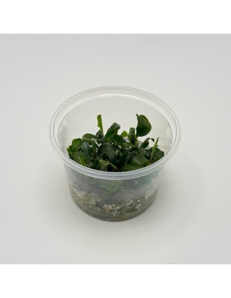 Bucephalandra sp. Green - In Vitro - Origine France