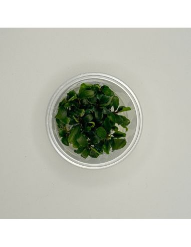 Bucephalandra sp. Green - In Vitro - Origine France