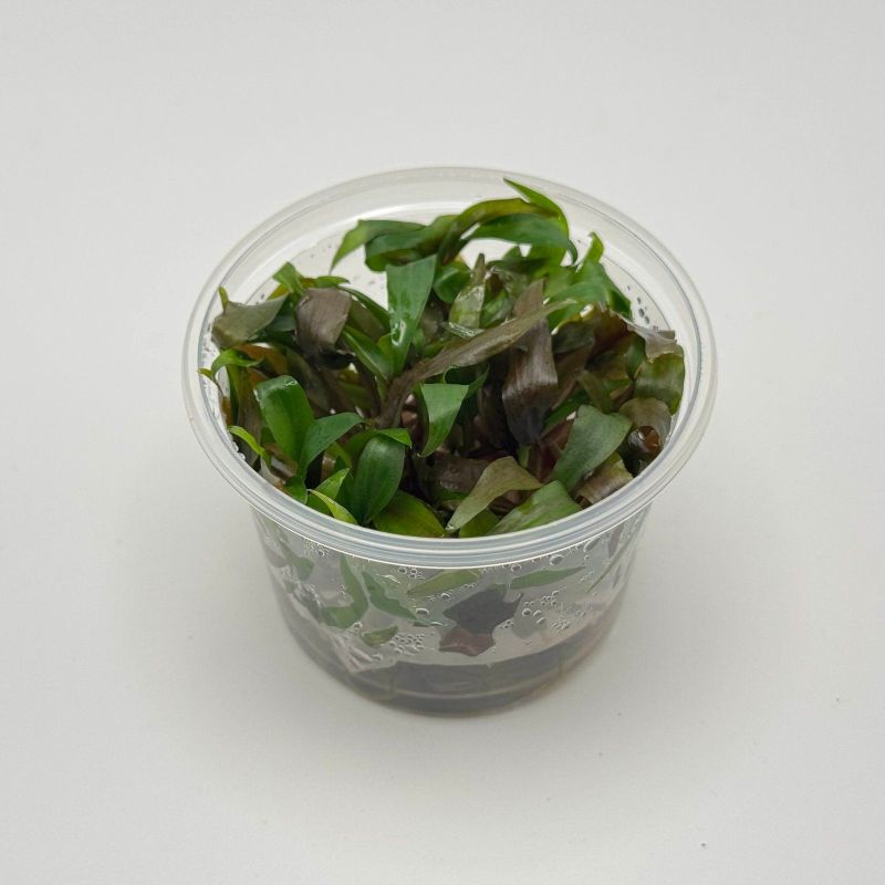 Cryptocoryne undulatus 'Red' - In Vitro - Origine France