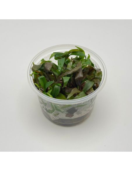 Cryptocoryne undulatus 'Red' - In Vitro - Origine France