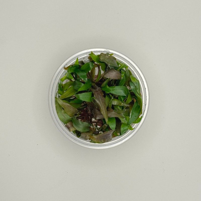 Cryptocoryne undulatus 'Red' - In Vitro - Origine France