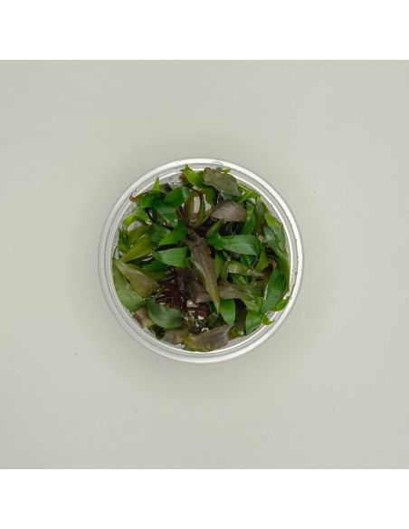 Cryptocoryne undulatus 'Red' - In Vitro - Origine France