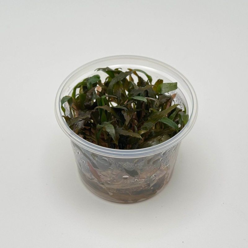 Cryptocoryne wendtii 'Brown' - In Vitro - Origine France