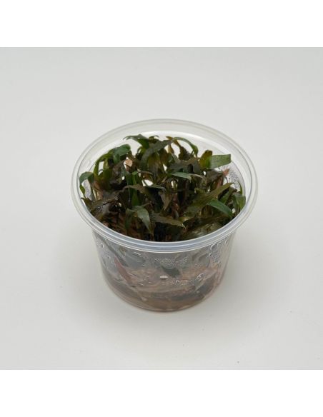 Cryptocoryne wendtii 'Brown' - In Vitro - Origine France