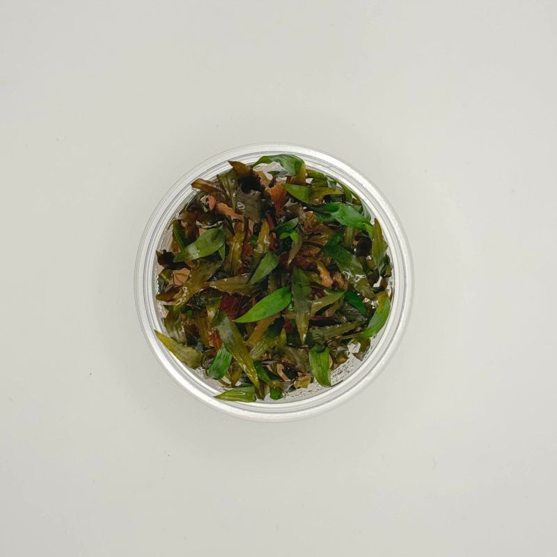 Cryptocoryne wendtii 'Brown' - In Vitro - Origine France