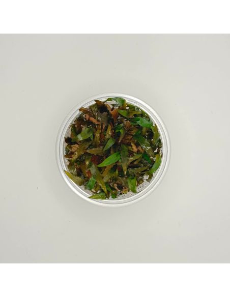 Cryptocoryne wendtii 'Brown' - In Vitro - Origine France