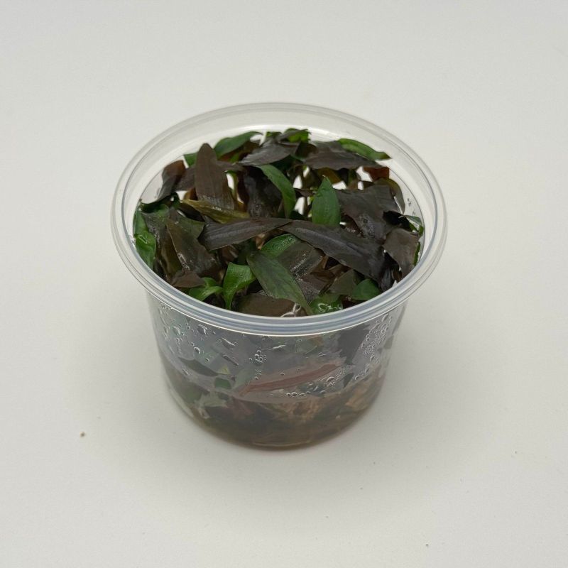 Cryptocoryne willissii - In Vitro - Origine France
