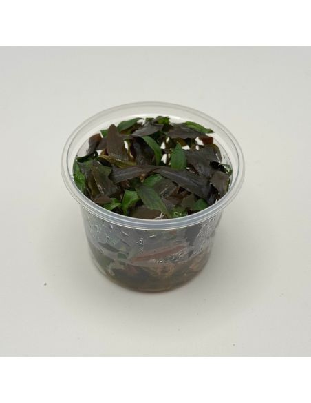 Cryptocoryne willissii - In Vitro - Origine France