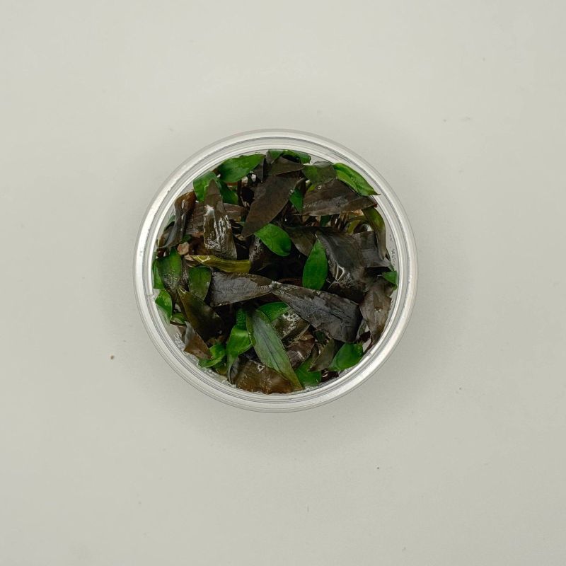 Cryptocoryne willissii - In Vitro - Origine France