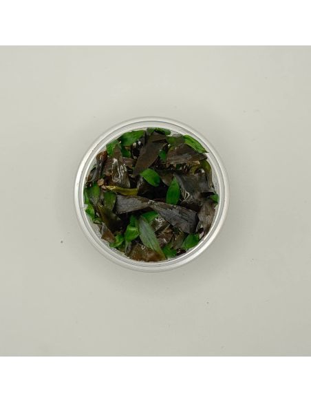 Cryptocoryne willissii - In Vitro - Origine France