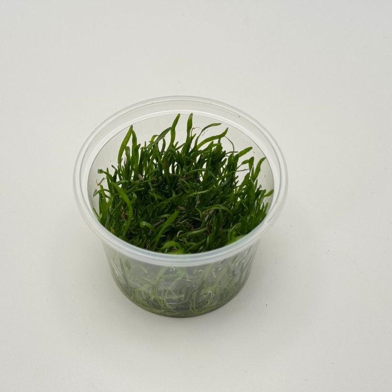 Echinodorus tenellus - In Vitro - Origine France