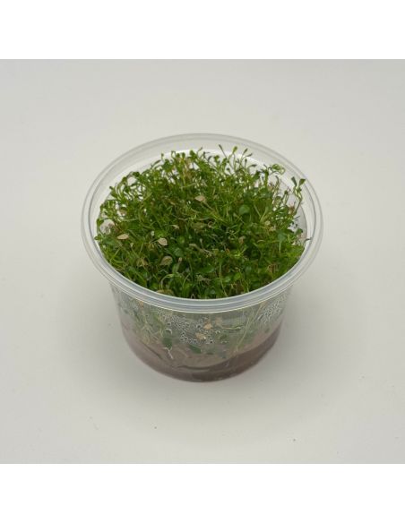 Glossostigma elatinoides - In Vitro - Origine France