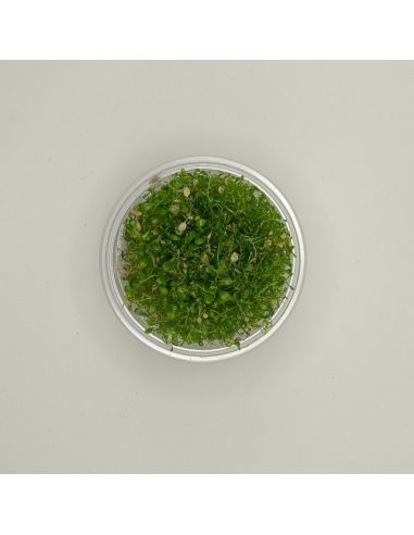 Glossostigma elatinoides - In Vitro - Origine France