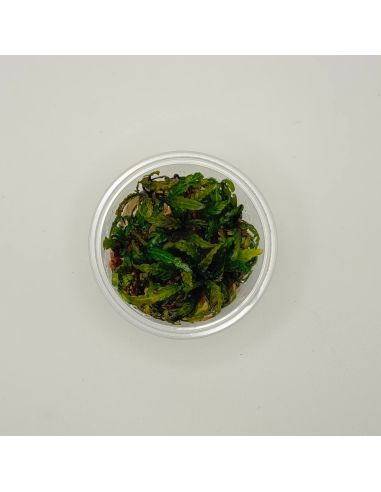 Hygrophila pinnatifida - In Vitro - Origine France
