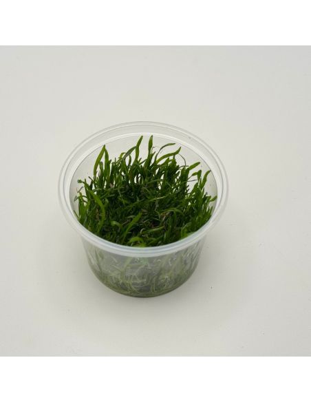 Lilaeopsis brasiliensis - In Vitro - Origine France