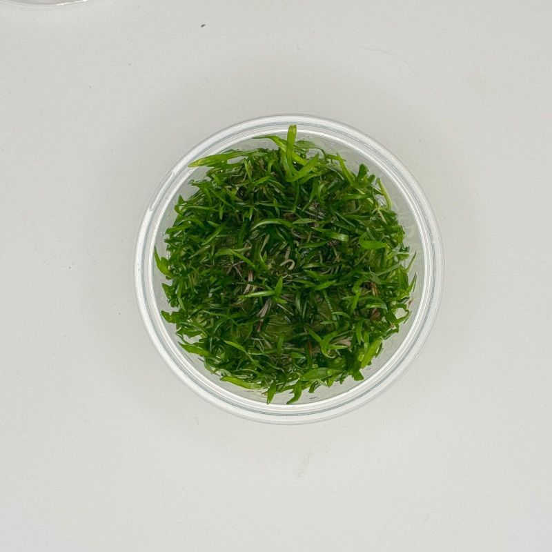Lilaeopsis brasiliensis - In Vitro - Origine France