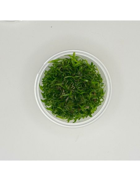 Lilaeopsis brasiliensis - In Vitro - Origine France