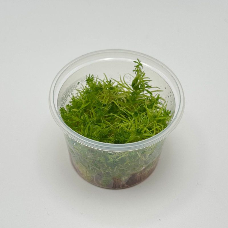 Pogostemon erectus - In Vitro - Origine France
