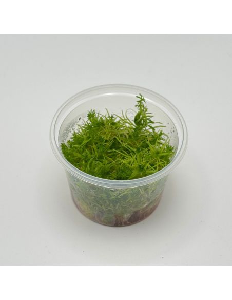Pogostemon erectus - In Vitro - Origine France