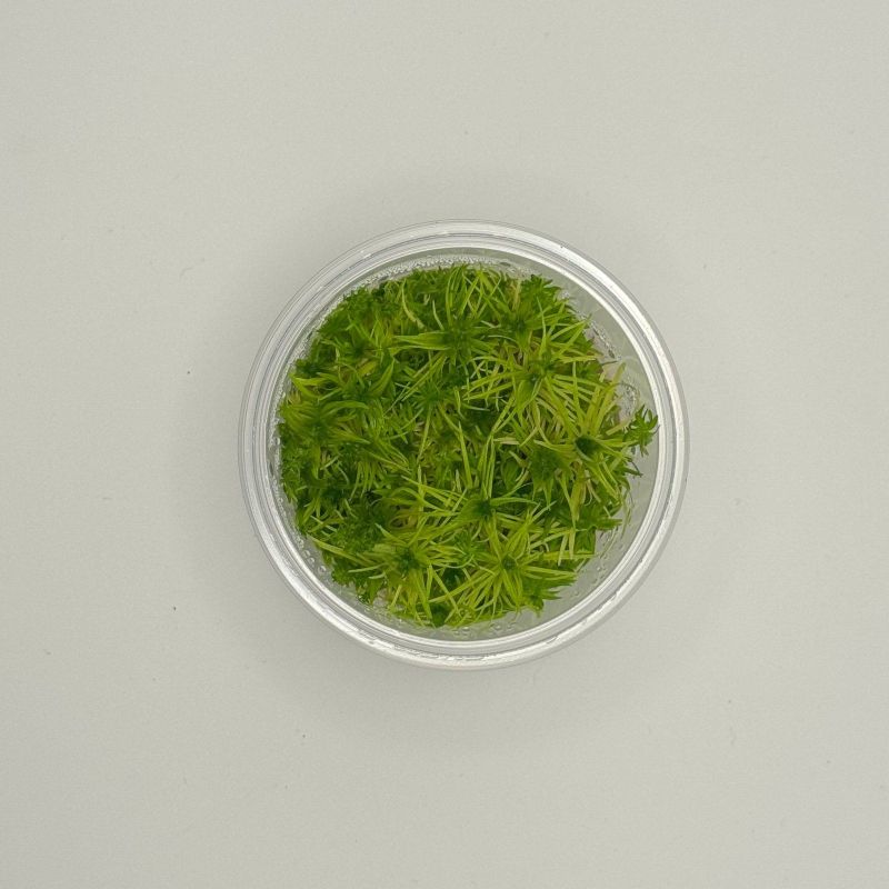 Pogostemon erectus - In Vitro - Origine France