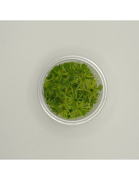 Pogostemon erectus - In Vitro - Origine France