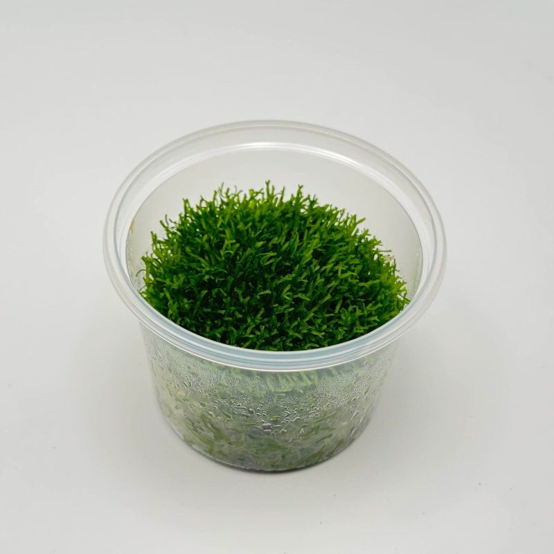 Riccia fluitans - In Vitro - Origine France