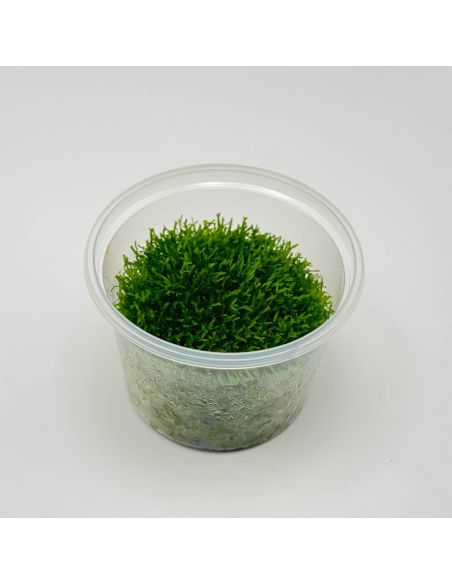 Riccia fluitans - In Vitro - Origine France