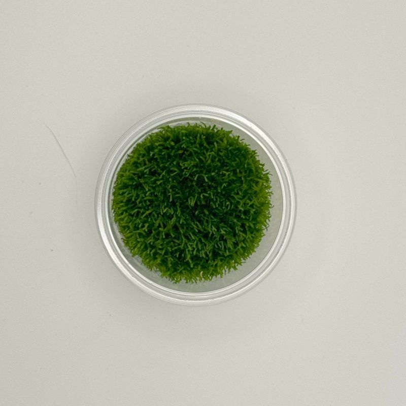 Riccia fluitans - In Vitro - Origine France