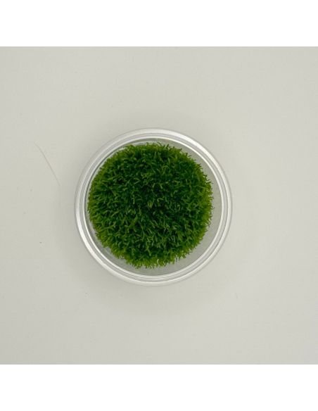 Riccia fluitans - In Vitro - Origine France