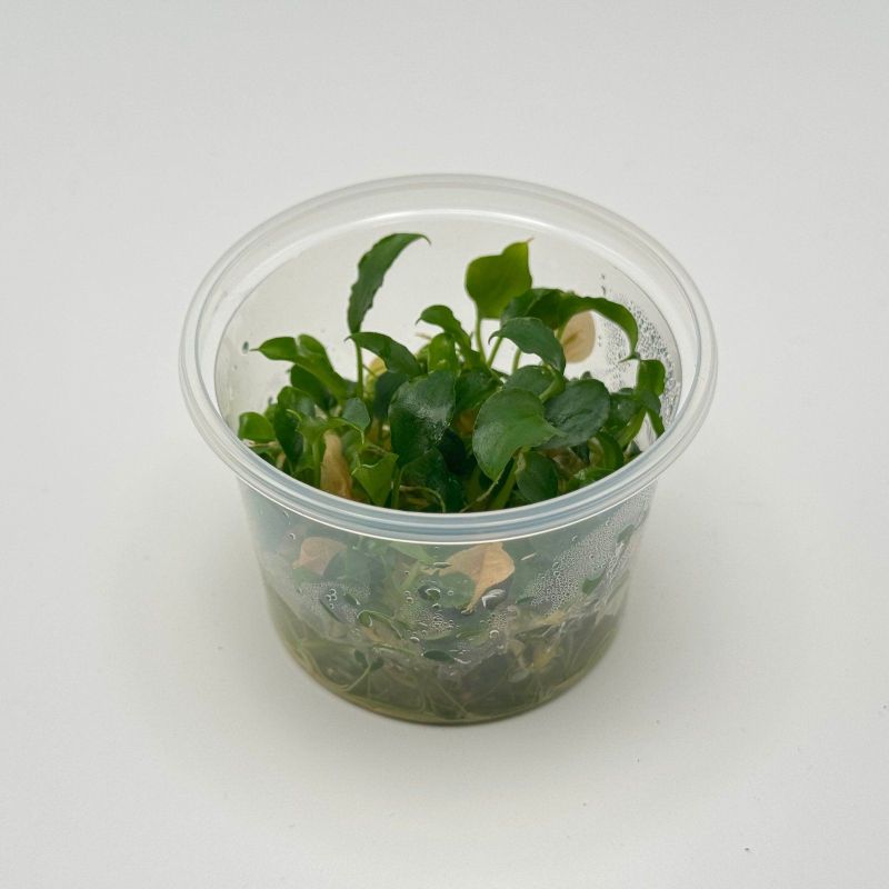 Schismatoglottis prietoi - In Vitro - Origine France