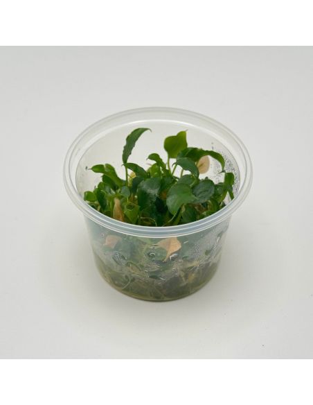 Schismatoglottis prietoi - In Vitro - Origine France