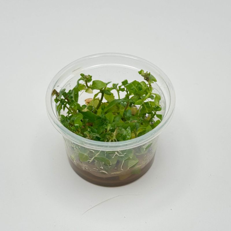 Staurogyne repens - In Vitro - Origine France