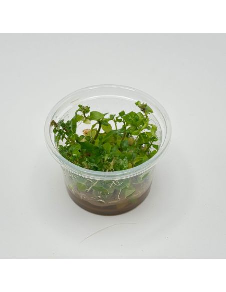 Staurogyne repens - In Vitro - Origine France