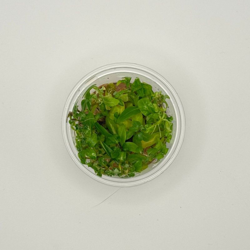 Staurogyne repens - In Vitro - Origine France